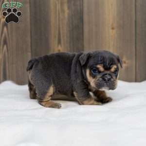 Bently Blue, English Bulldog Puppy